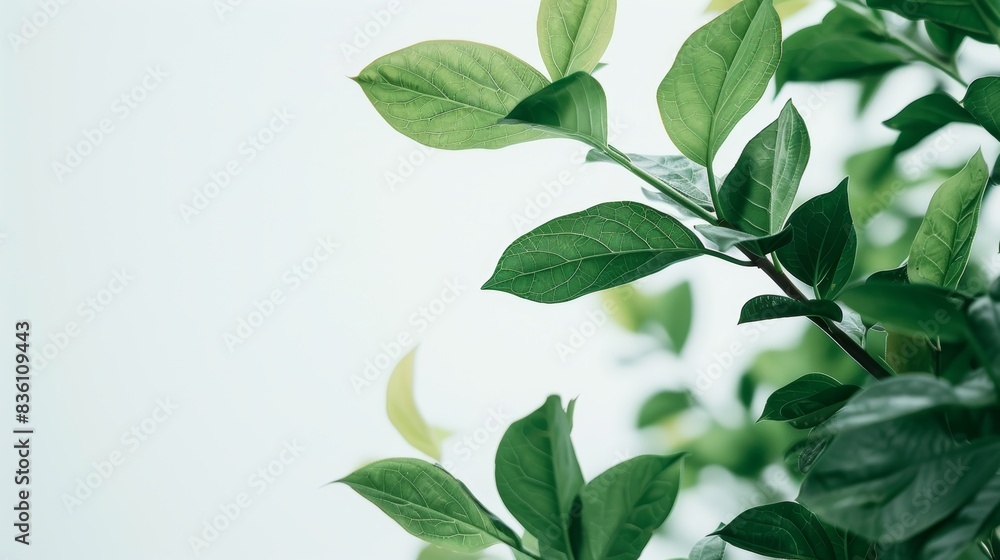 Leaves, tree, and closeup in nature, outdoors, or foggy morning growth. Greenery and scenery for sustainability, independence, and nature in South African forests Leaves, tree, and closeup in nature, outdoors, or foggy morning growth. Greenery and scenery for sustainability, independence, and nature in South African forests