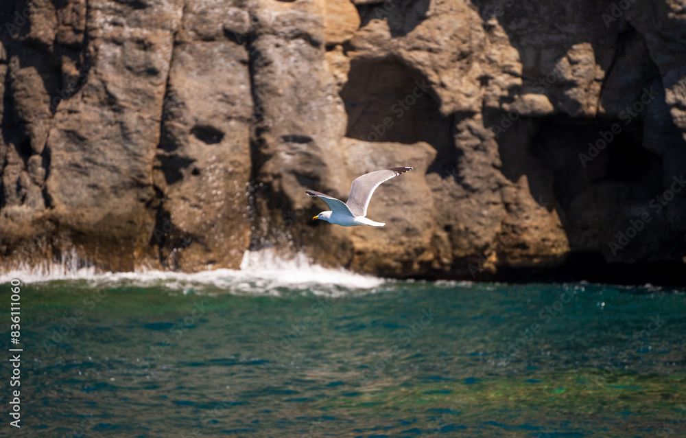 Sea gull is flying against caves formed in cliff in Puerto de morgan, Gran canaria, Spain