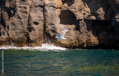 Obraz na płótnie Sea gull is flying against caves formed in cliff in Puerto de morgan, Gran canaria, Spain w salonie