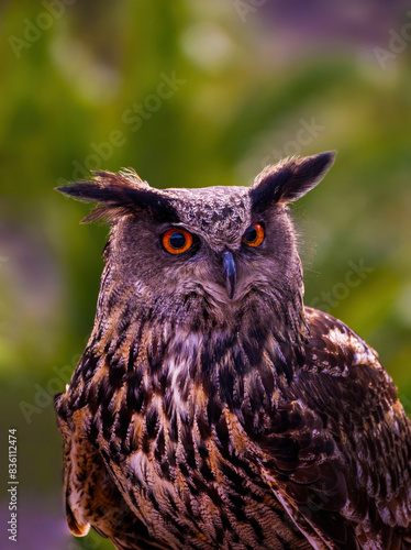 Obraz na płótnie Eurasian eagle-owl (Bubo bubo) sitting on a branch against green background looking at camera w salonie