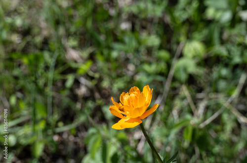 wild beautiful flowers of Altai on a sunny spring day © константин константи
