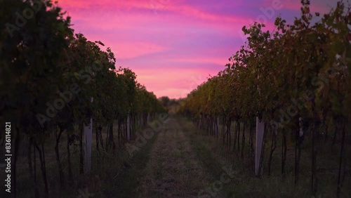 Golden sunlight over vineyard rows at sunset. Warm, glowing landscape ideal for winery and viticulture