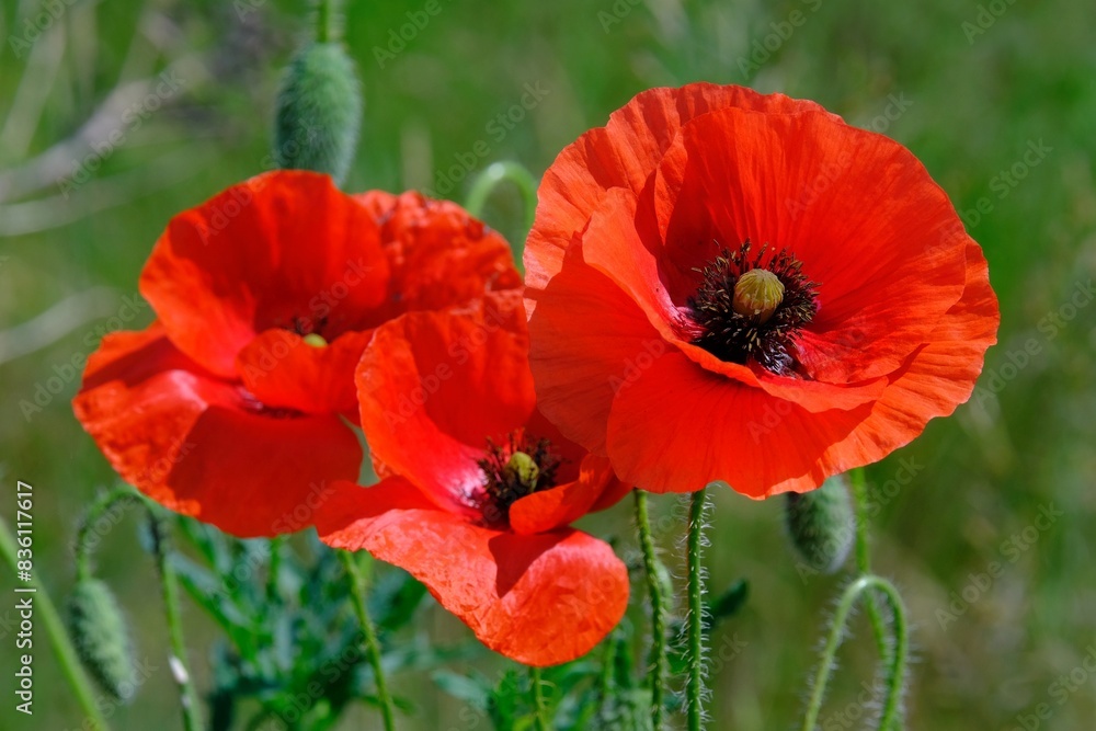 Beautiful poppis in intense red on a dark green background Beautiful poppis in intense red on a dark green background