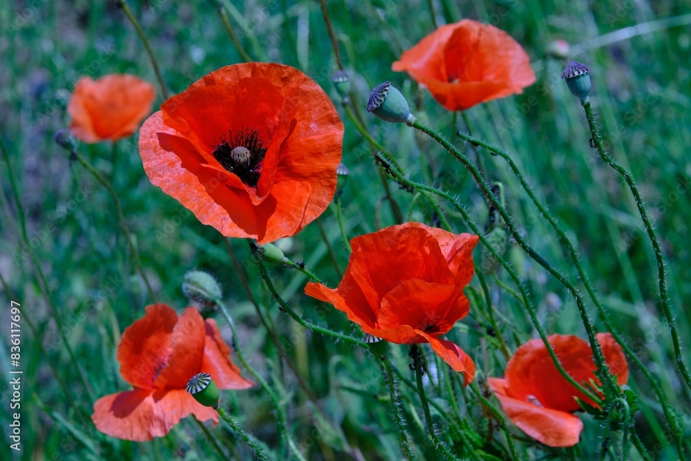 Obraz premium Beautiful poppis in intense red on a dark green background