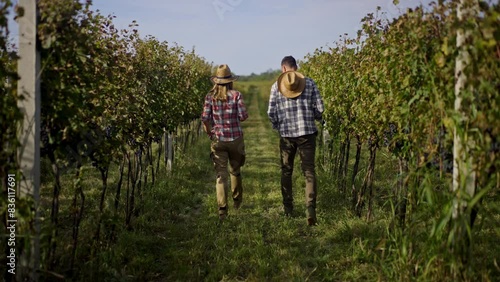 Young couple carrying glasses of red wine, cheering and drining wine while walking together in the vineyard. Slow-motion shot photo