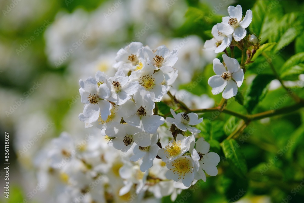 Obraz premium Close up of flowers of rose Sally Holmes on bush in garden