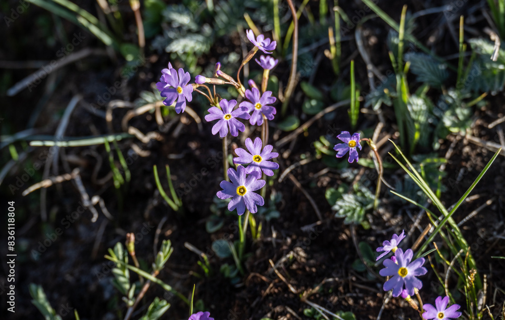 wild beautiful flowers of Altai on a sunny spring day wild beautiful flowers of Altai on a sunny spring day