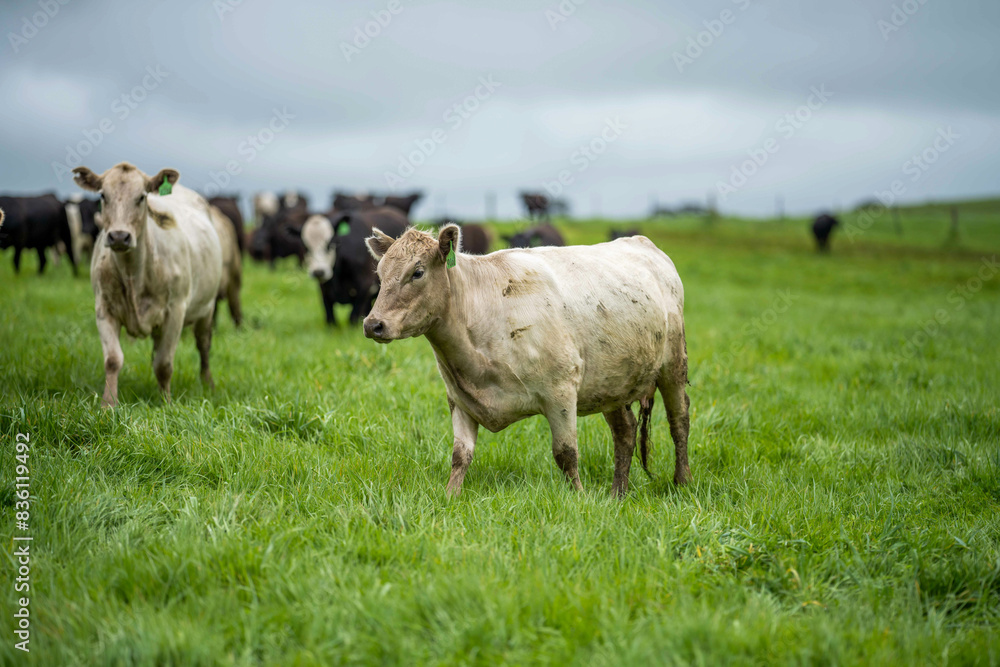Pasture Raised Beef: A Sustainable Choice for Healthy Living and Supporting Local Farmers with Regenerative Cow Farming in Lush Green Fields in america Pasture Raised Beef: A Sustainable Choice for Healthy Living and Supporting Local Farmers with Regenerative Cow Farming in Lush Green Fields in america