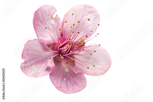 Close-up of a delicate pink cherry blossom with intricate petals and stamen, isolated on a white background.