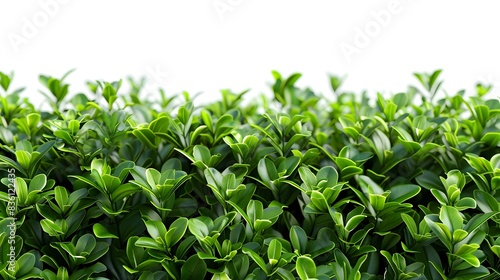 Lush Green Hedge Trimmed with Precision A and High Definition Masterpiece