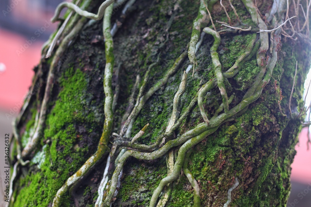 Orchid flower roots on a mango tree trunk Orchid flower roots on a mango tree trunk