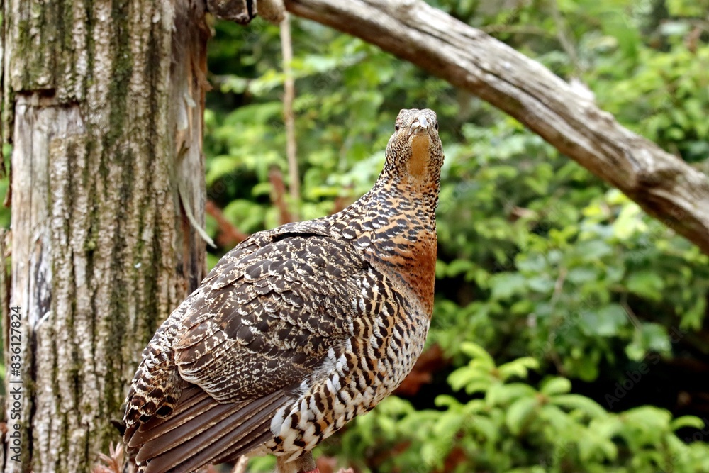 Fototapeta premium oiseau