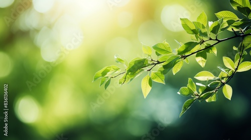 Sunlight through green leaves on a tree branch  with a blurred background.