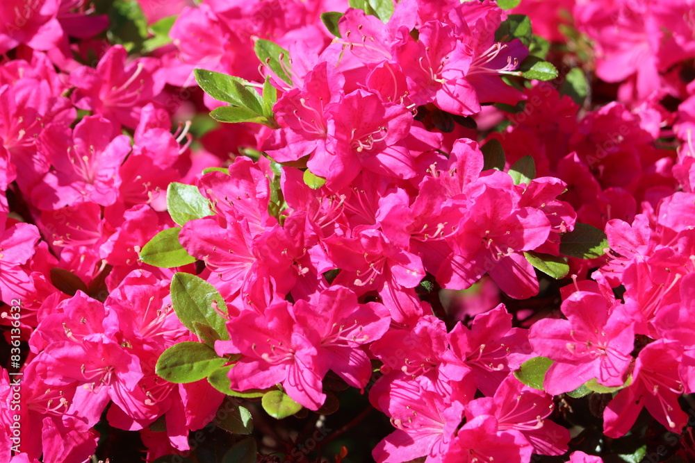Sweden. Azaleas are flowering shrubs in the genus Rhododendron, particularly the former sections Tsutsusi and Pentanthera. Azaleas bloom in the spring, their flowers often lasting several weeks. Sweden. Azaleas are flowering shrubs in the genus Rhododendron, particularly the former sections Tsutsusi and Pentanthera. Azaleas bloom in the spring, their flowers often lasting several weeks.