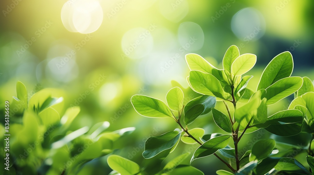 Closeup of green leaves with sunlight shining through. Closeup of green leaves with sunlight shining through.