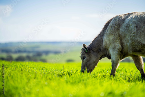 Australian-Style Grazing in European Fields of Gold Today Yields High-Quality Beef from Pasture-Raised Cattle in Bountiful Farming Landscapes iun australia photo