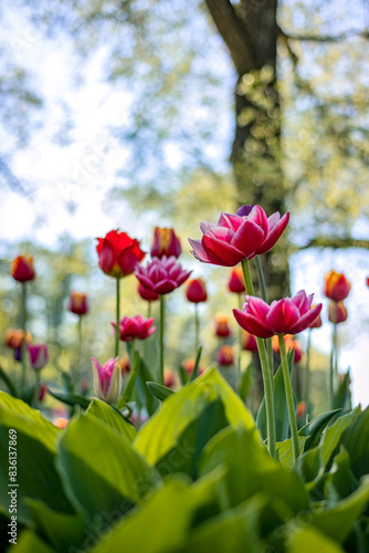 Pink, orange and red tulips overlooking White Lake.