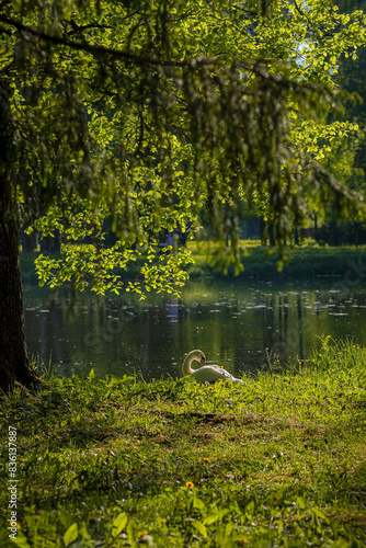 Swan in the sun by the water