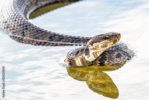 cottonmouth
