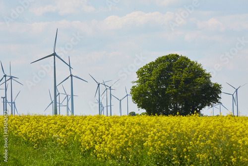 Blick in die Soester Börde, Rapsfeld im Vordergrund, Kreis Soest, Rüthen Menzel, 2024  