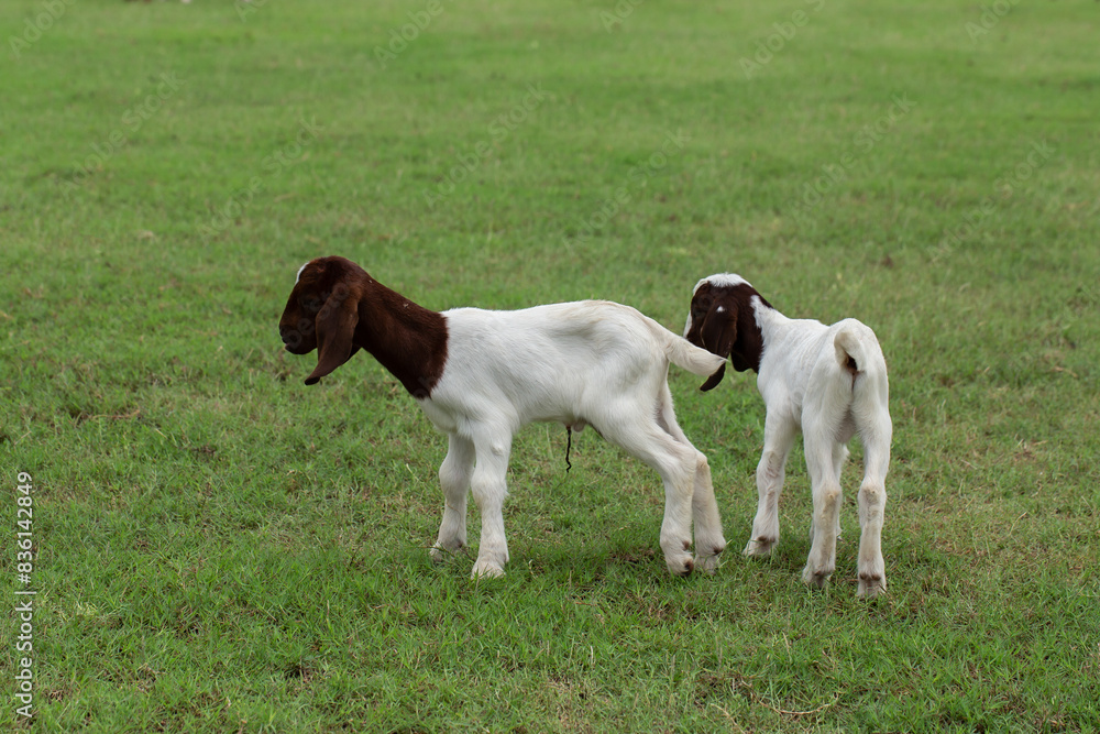 Goat, Running, Agricultural Field, Livestock, Agriculture Goat, Running, Agricultural Field, Livestock, Agriculture