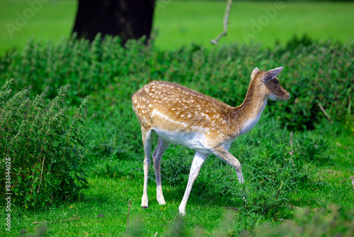 Lone Fallow deer on the move. © Peter