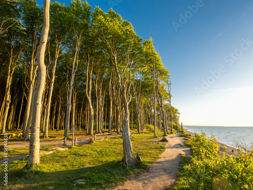 Gespensterwald Nienhagen an der Ostsee