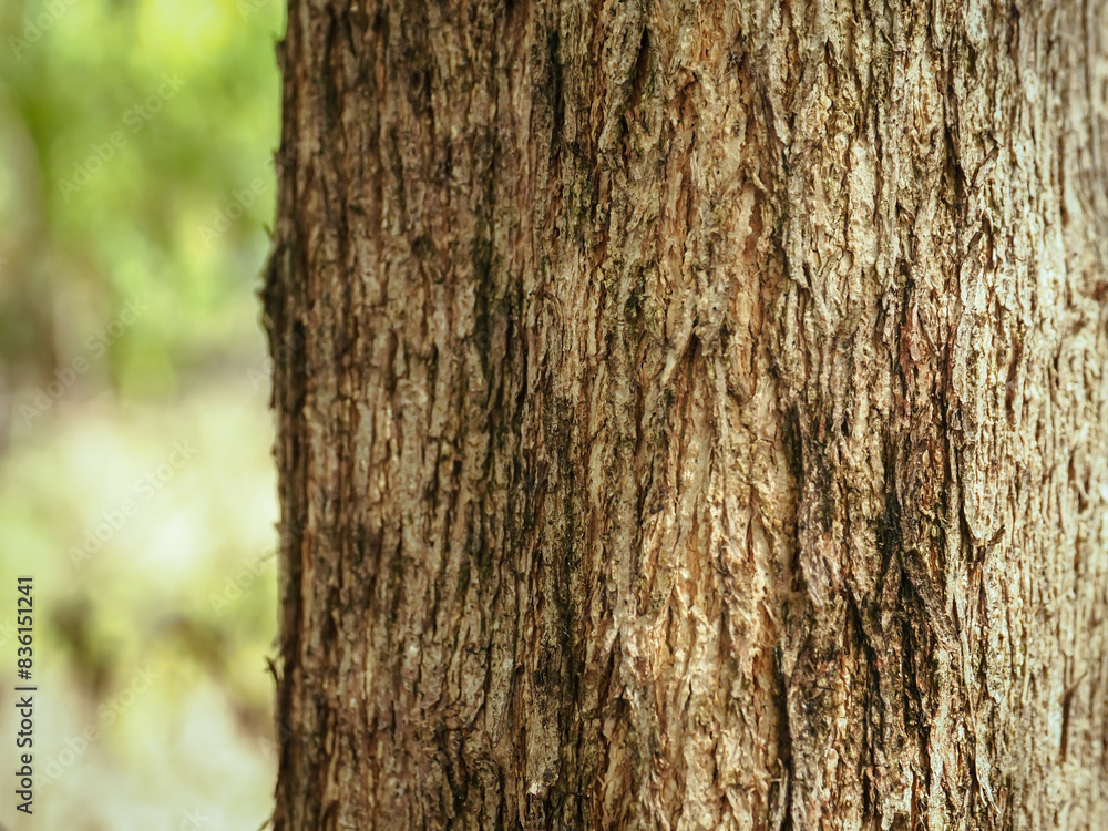 Close-up of tree texture in the park for environmental protection background Close-up of tree texture in the park for environmental protection background