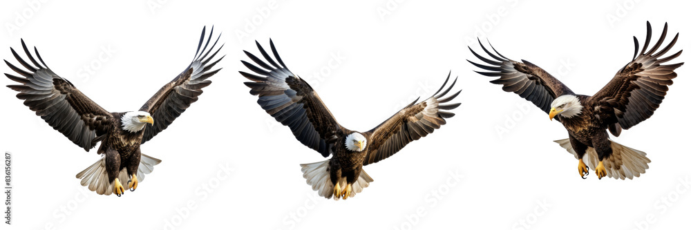 Bald eagle isolated on transparent or white background Bald eagle isolated on transparent or white background