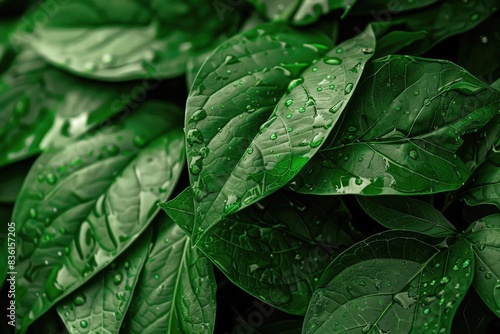 Close-up of lush green leaves with water droplets, showcasing natural beauty and freshness of foliage in vibrant detail.