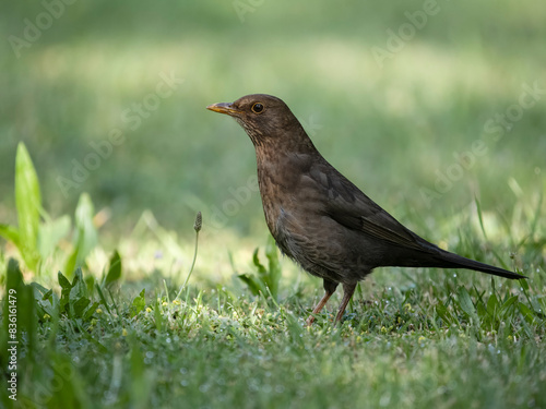 Blackbird, Turdus merula