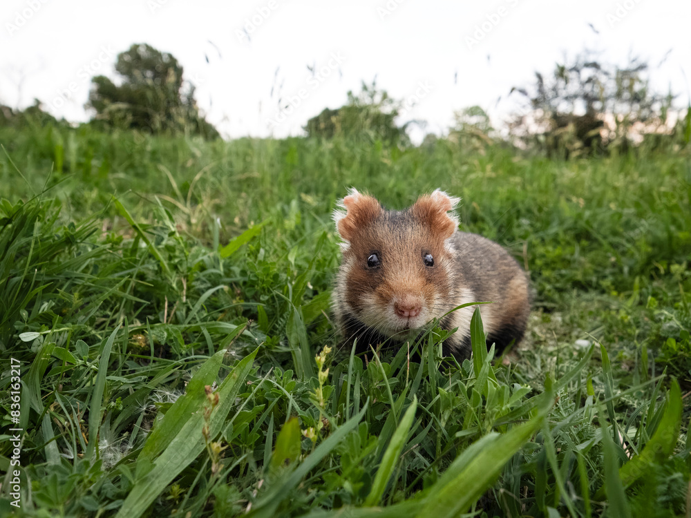 European hamster, Cricetus cricetus