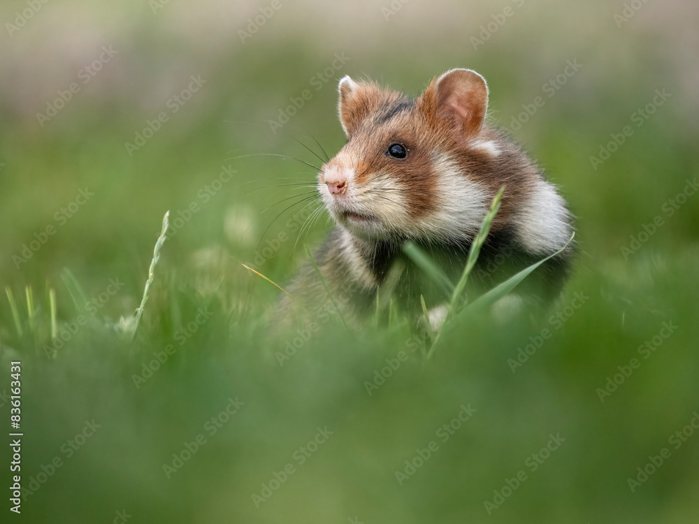 European hamster, Cricetus cricetus European hamster, Cricetus cricetus