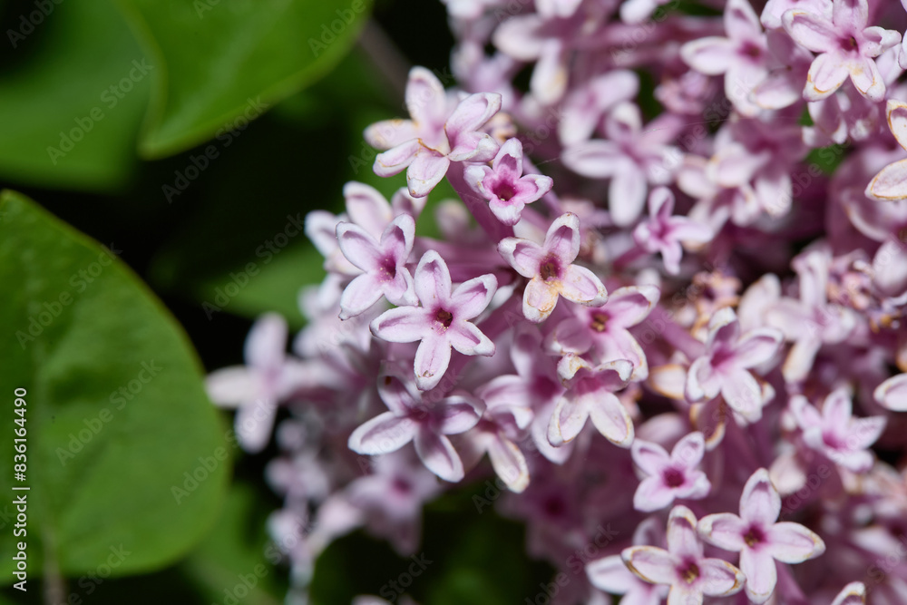 Lilac flower blossom. Blooming plant. Lilac flower blossom. Blooming plant.