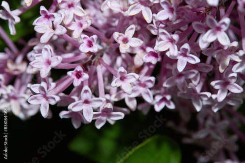 Lilac flower blossom. Blooming plant. 