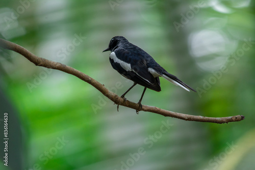 Oriental Magpie Robin photo