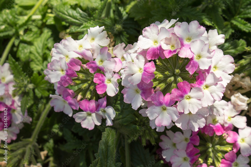 Garden verbena plant pink and white small flowers blooms in the garden in summer Garden verbena plant pink and white small flowers blooms in the garden in summer