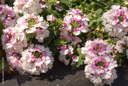 Garden verbena plant pink and white small flowers blooms in the garden in summer