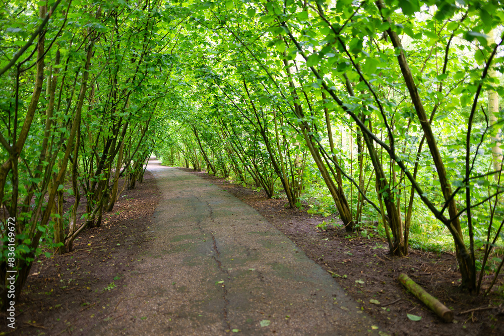 Path in the woods, within the Boston Woodland Trust. Path in the woods, within the Boston Woodland Trust.