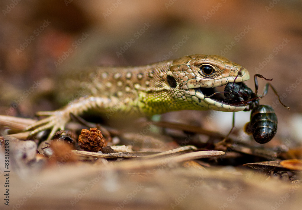 Naklejka premium Predator and prey