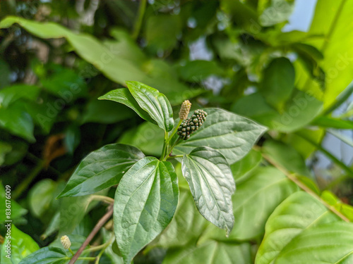 Close-upn the elongated fruits of the Piper sarmentosum Roxb herb are displayed in intricate detail, each small seed encased within. Set against a backdrop of pale green leaves, the fruits stand out. photo