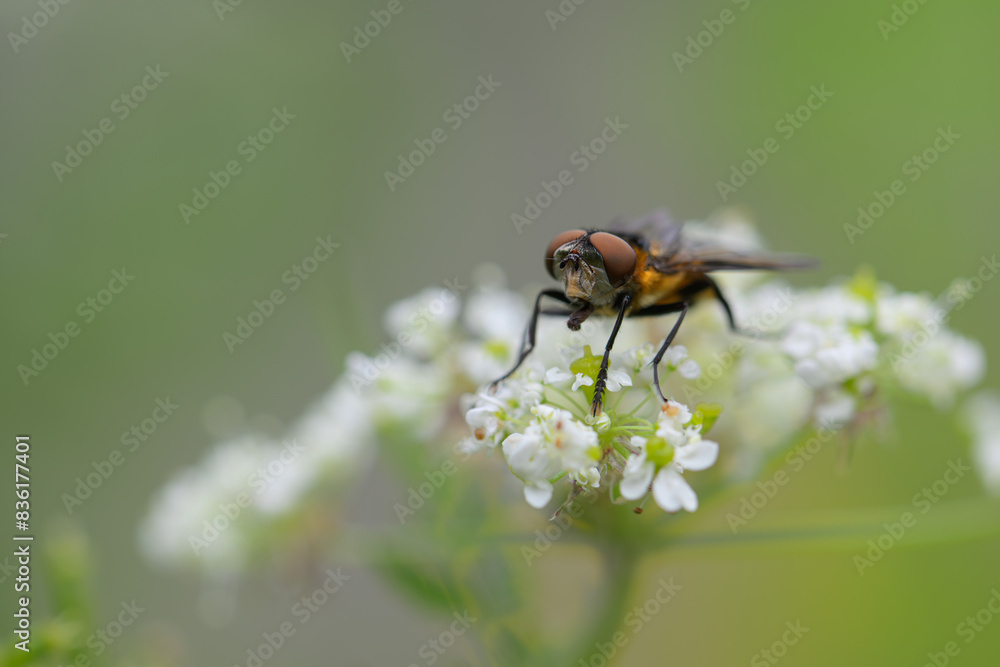 Hoverfly feeding on a white flower. Macro photo with shallow depth of field. Hoverfly feeding on a white flower. Macro photo with shallow depth of field.