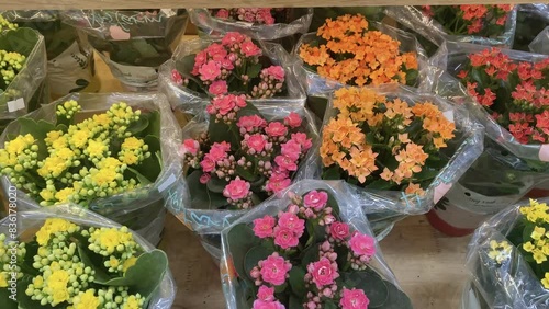 flowers in a garden