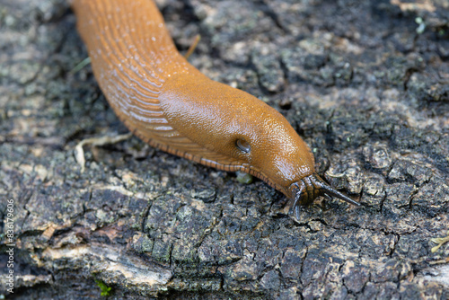 naked snail Arion rufus crawling on a twig photo