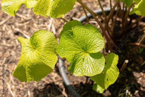 Eutrema Wasabi plant in Zurich in Switzerland photo