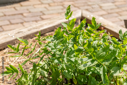 Skirret or Sium Sisarum plant in Zurich in Switzerland photo