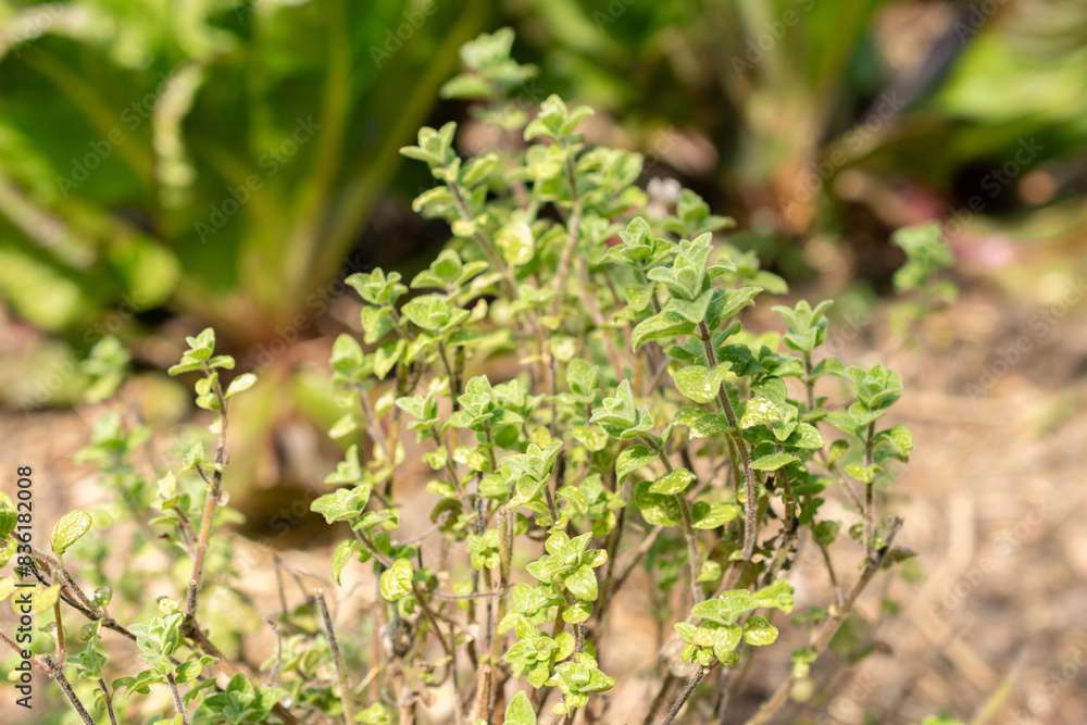 Majorana Syriaca or Origanum Syriacum plant in Zurich in Switzerland Majorana Syriaca or Origanum Syriacum plant in Zurich in Switzerland