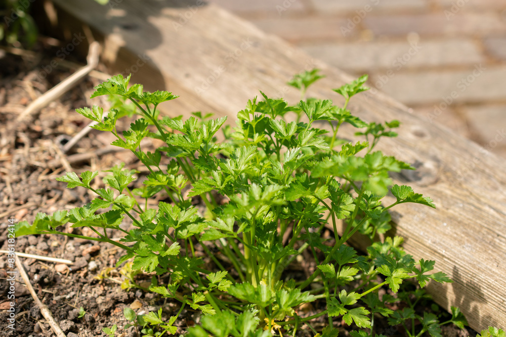 Parsley or Petroselinum Crispum plant in Zurich in Switzerland Parsley or Petroselinum Crispum plant in Zurich in Switzerland