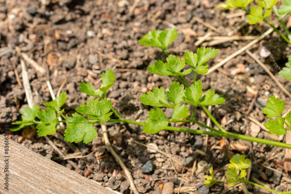 Parsley or Petroselinum Crispum plant in Zurich in Switzerland Parsley or Petroselinum Crispum plant in Zurich in Switzerland