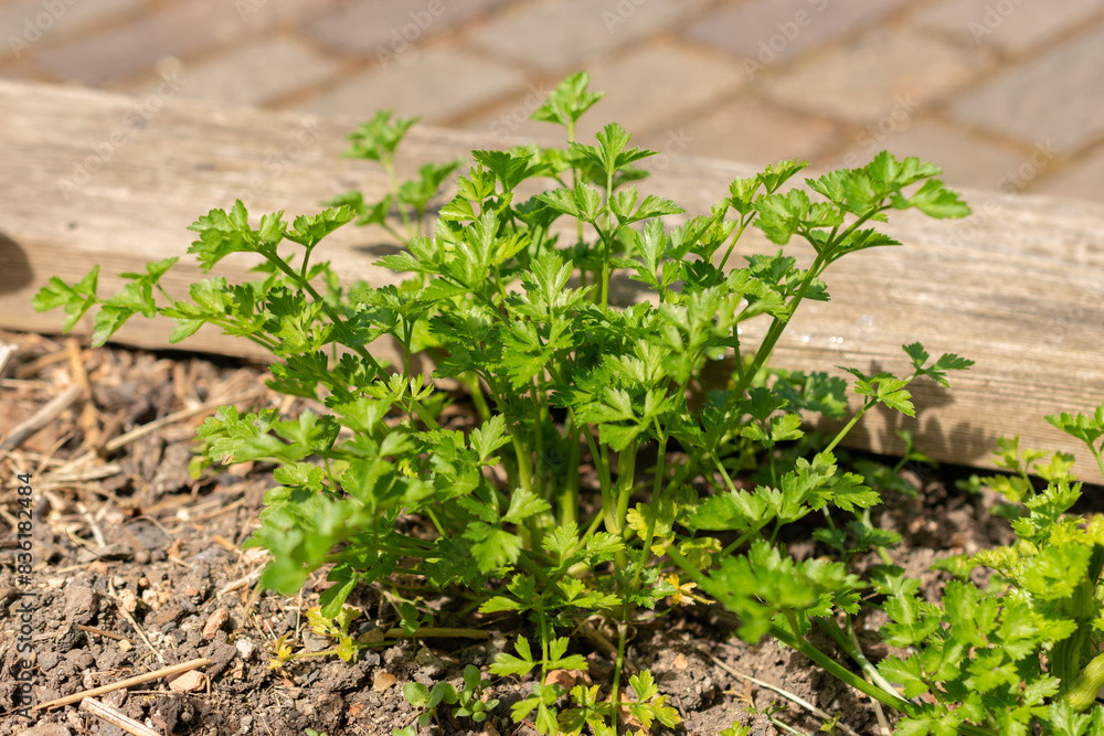 Parsley or Petroselinum Crispum plant in Zurich in Switzerland Parsley or Petroselinum Crispum plant in Zurich in Switzerland